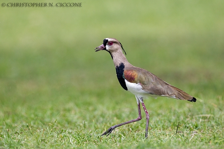 Southern Lapwing