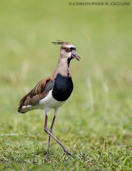 Southern Lapwing