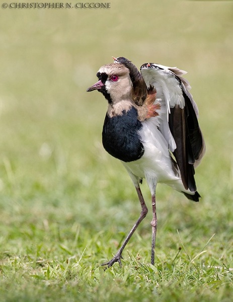 Southern Lapwing