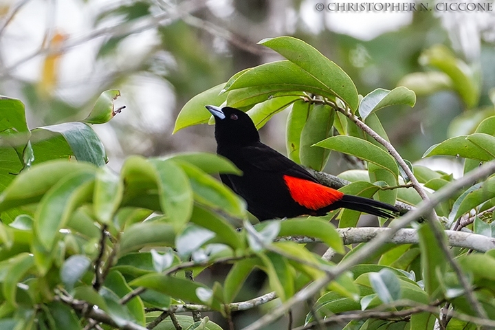 Scarlet-rumped Tanager