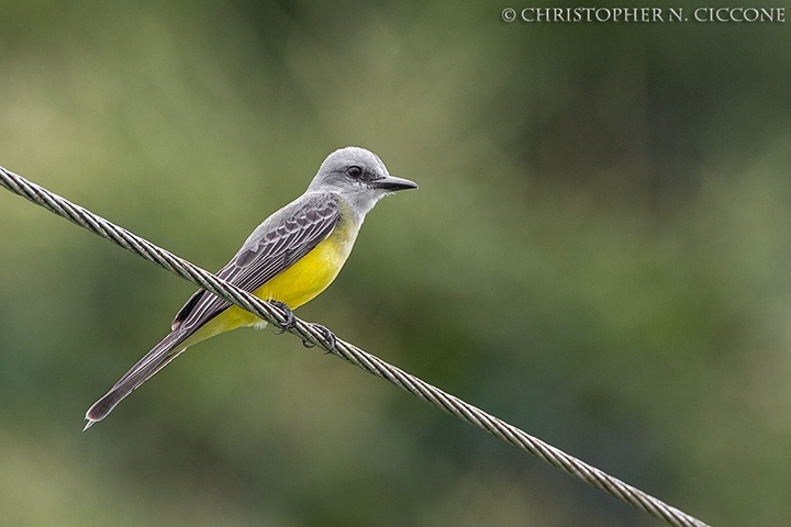 Tropical Kingbird