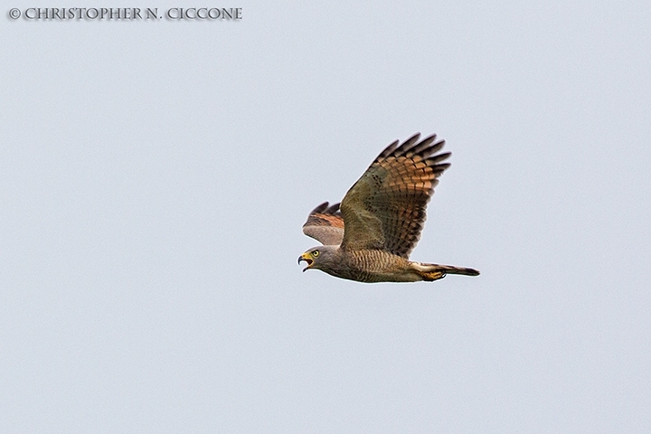 Roadside Hawk