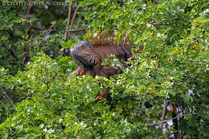 Green Iguana