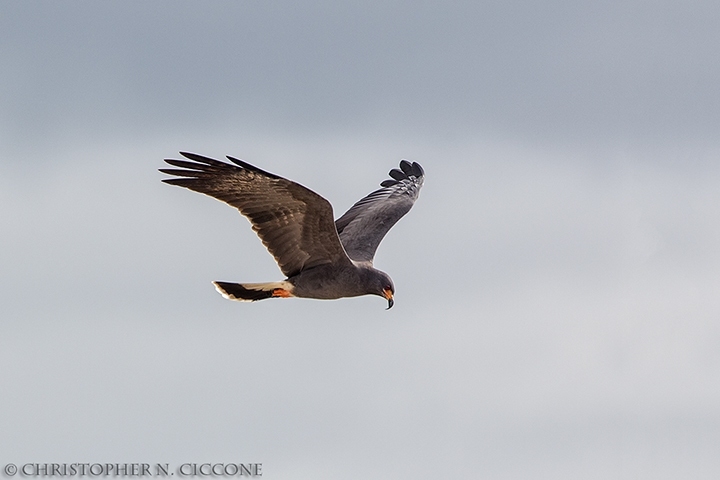 Snail Kite