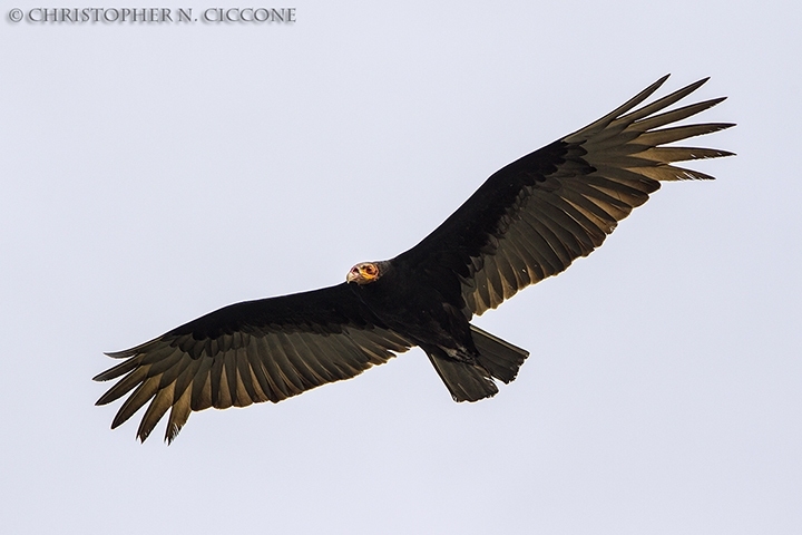 Lesser Yellow-headed Vulture