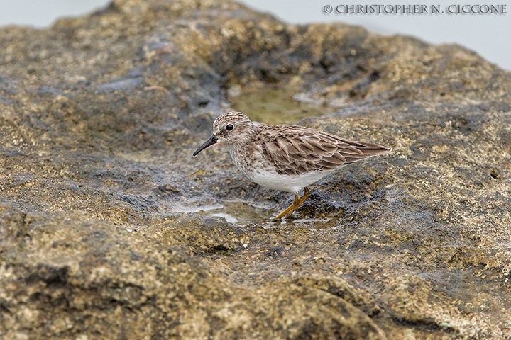 Least Sandpiper