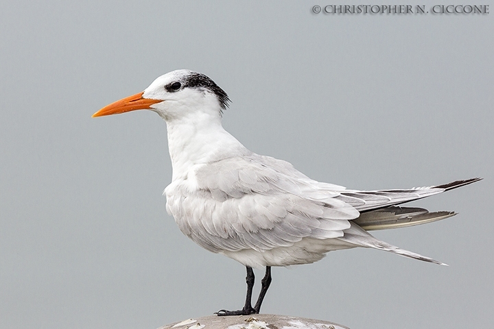 Royal Tern