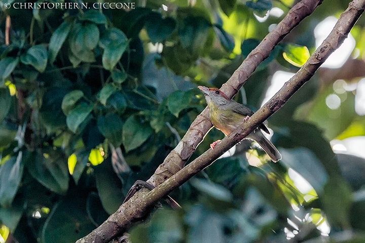 Rufous-browed Peppershrike