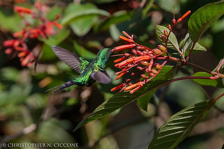 Cozumel Emerald