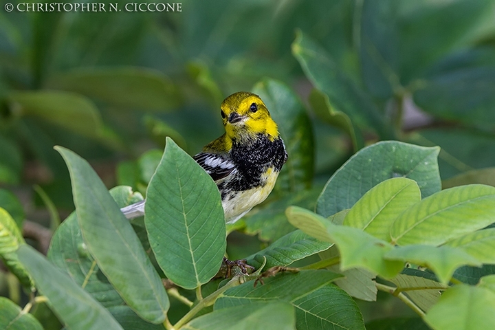 Black-throated Green Warbler