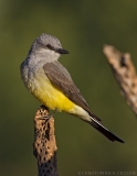 Western Kingbird