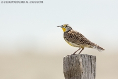 Western Meadowlark