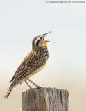 Western Meadowlark