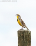 Western Meadowlark