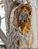 Western Screech-Owl