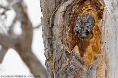 Western Screech-Owl