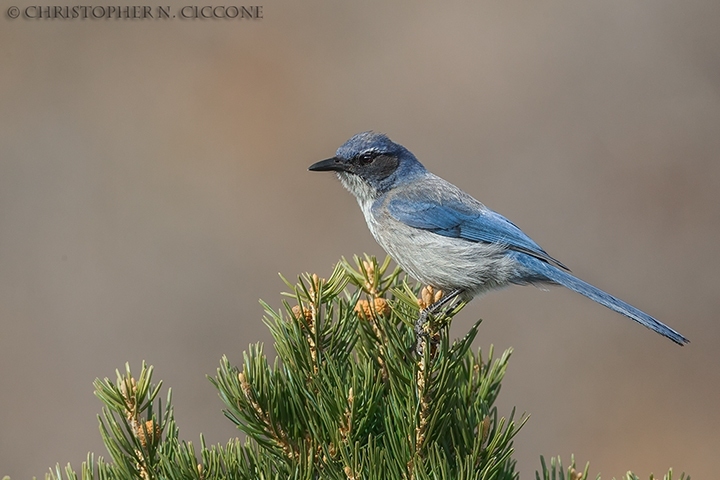 Woodhouse's Scrub-Jay