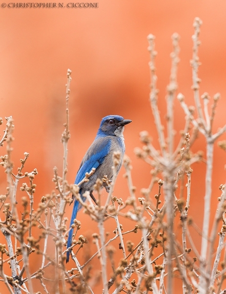 Western Scrub-Jay