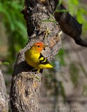 Western Tanager