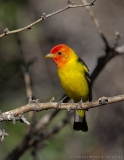 Western Tanager