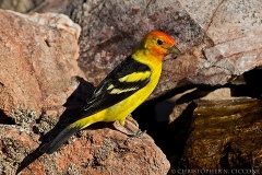 Western Tanager