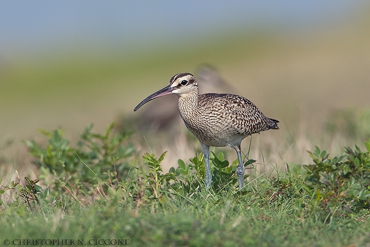 Whimbrel