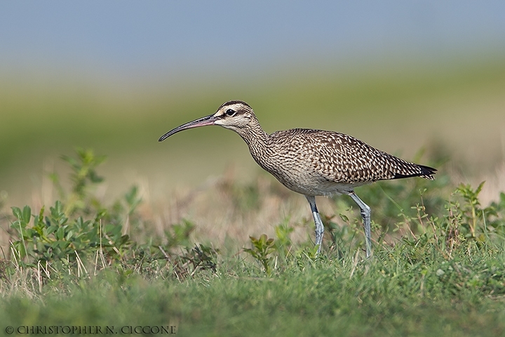 Whimbrel