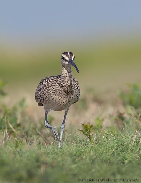 Whimbrel