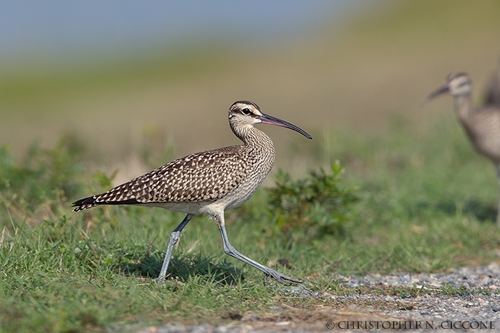 Whimbrel