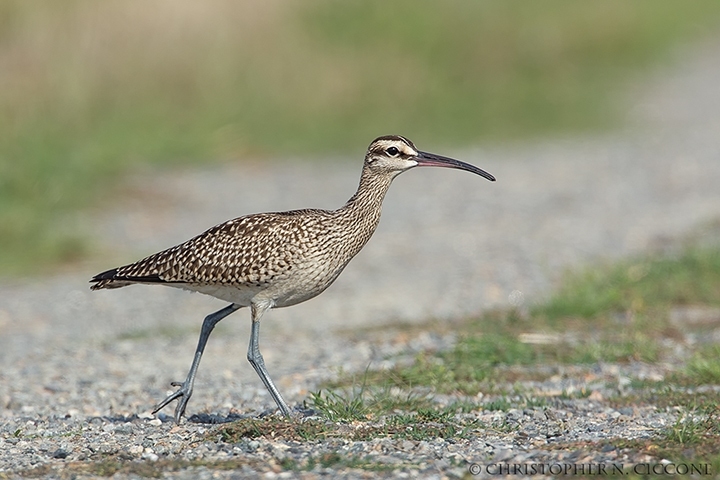 Whimbrel