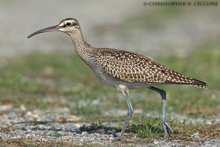 Whimbrel