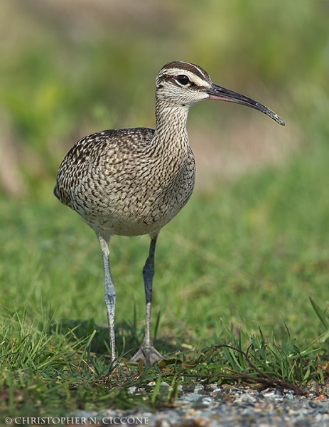 Whimbrel