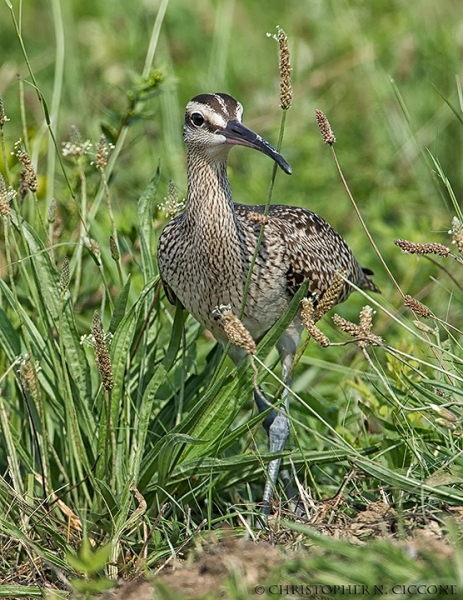 Whimbrel