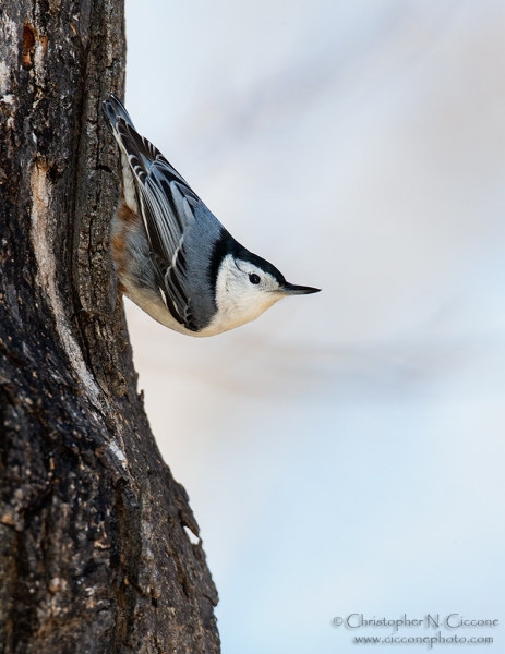 White-breasted Nuthatch