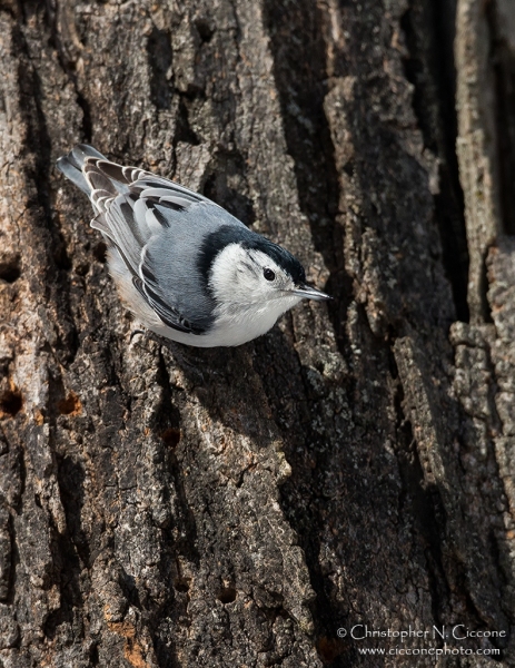 White-breasted Nuthatch