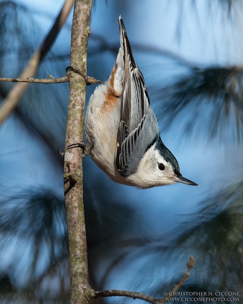 White-breasted Nuthatch