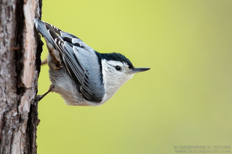 White-breasted Nuthatch