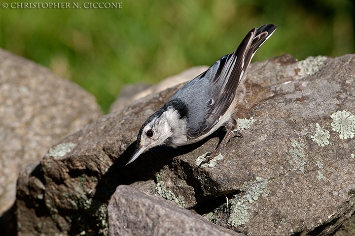 White-breasted Nuthatch