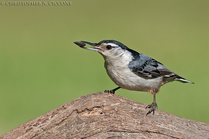 White-breasted Nuthatch