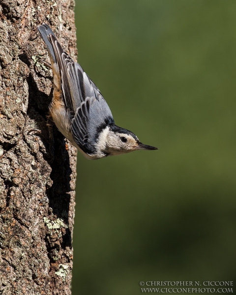 White-breasted Nuthatch