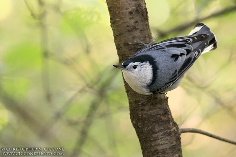 White-breasted Nuthatch