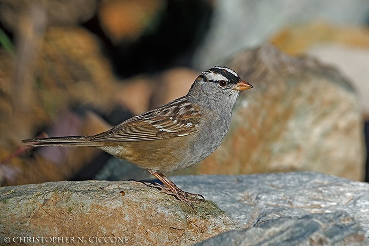 White-crowned Sparrow