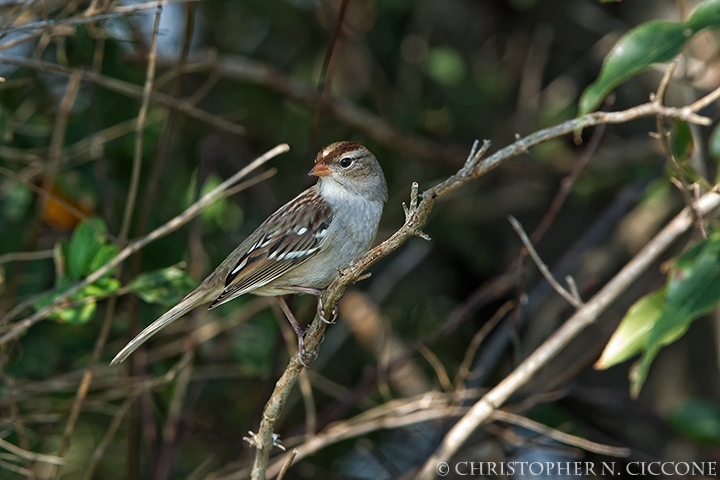 White-crowned Sparrow