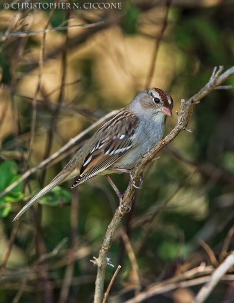 White-crowned Sparrow