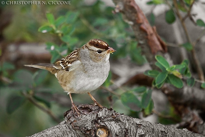 White-crowned Sparrow