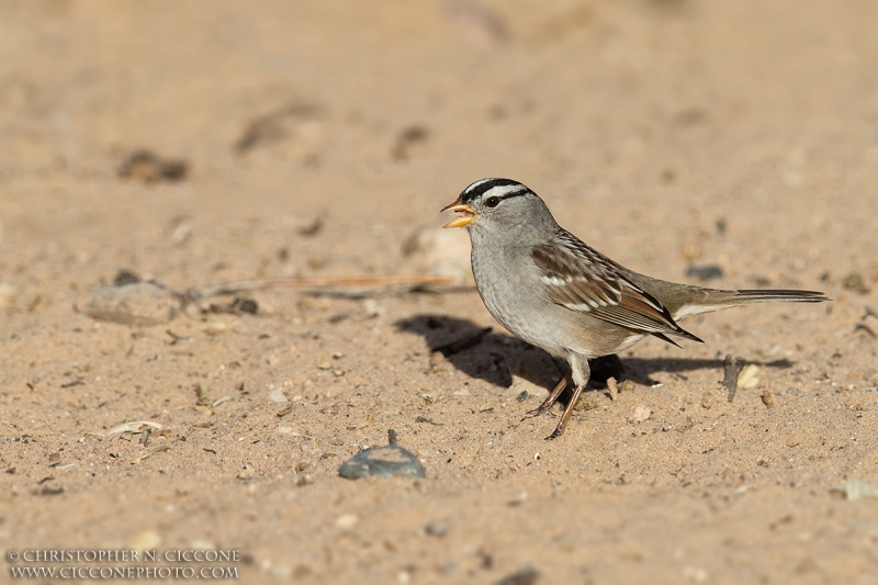 White-crowned Sparrow