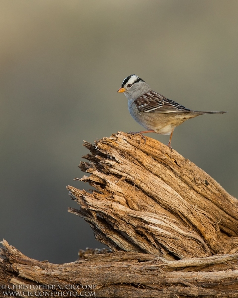 White-crowned Sparrow