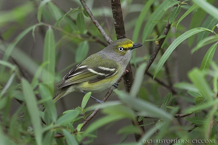 White-eyed Vireo