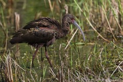 White-faced Ibis