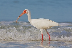 White Ibis